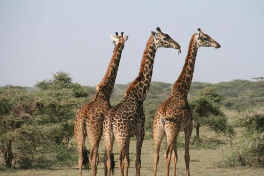 Informatieavond Global naar Kenia