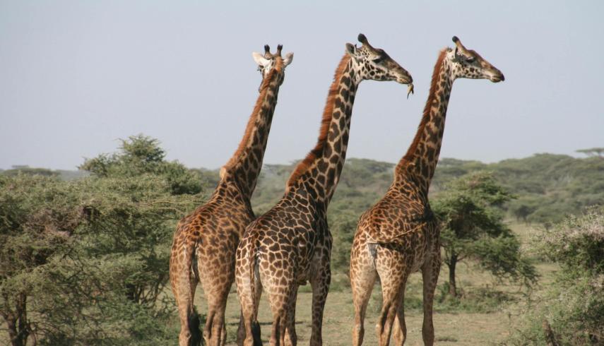 Informatieavond Global naar Kenia